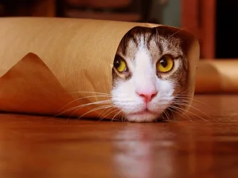 Cat.webp