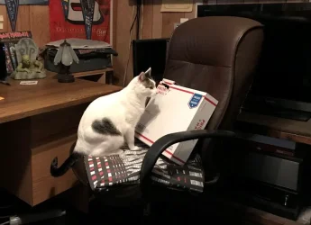 Kitty.webp